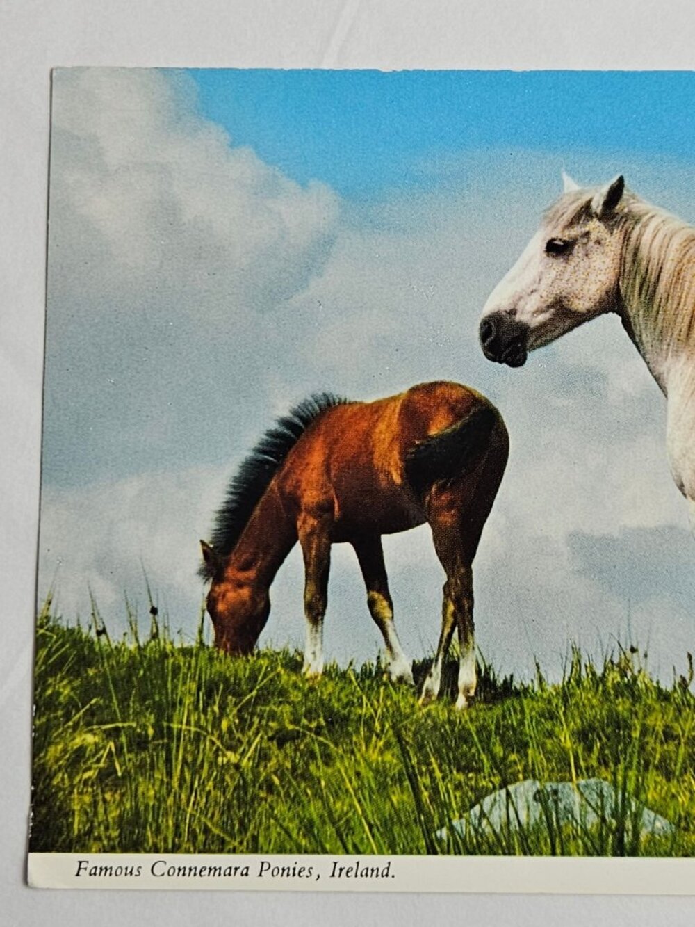 Famous Connemara Pony Ireland Postcard - Picture 2 of 4